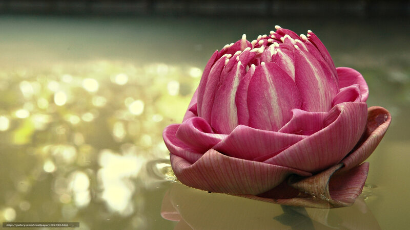 Pink Lotus Flower — Serene, Photograph, Water, Bokeh