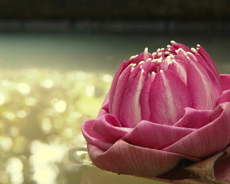 Pink Lotus Flower — Serene, Photograph, Water, Green