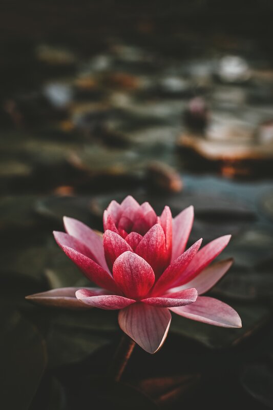 Pink Lotus Flower — Serene, Photograph, Water, Lily Pad