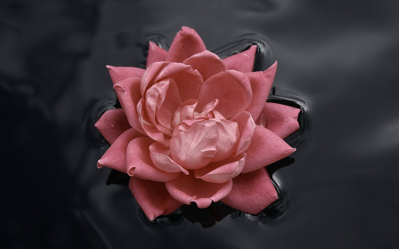 Pink Lotus Flower — Serene, Photograph, Water, Petals