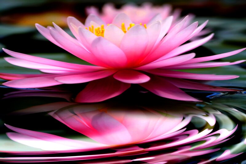 Pink Lotus Flower — Serene, Photograph, Water, Reflection, Yellow Stamen