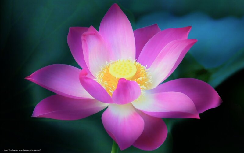 Pink Lotus Flower — Serene, Photograph, Yellow Center, Green Leaves, Yellow
