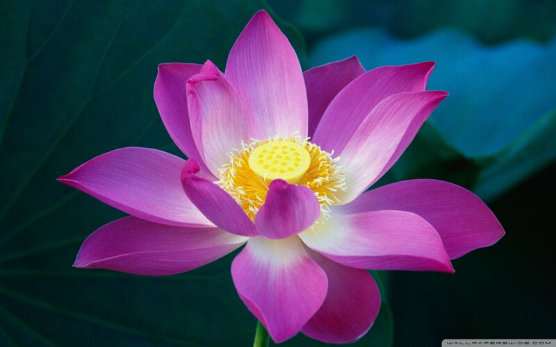 Pink Lotus Flower — Serene, Photograph, Yellow Center