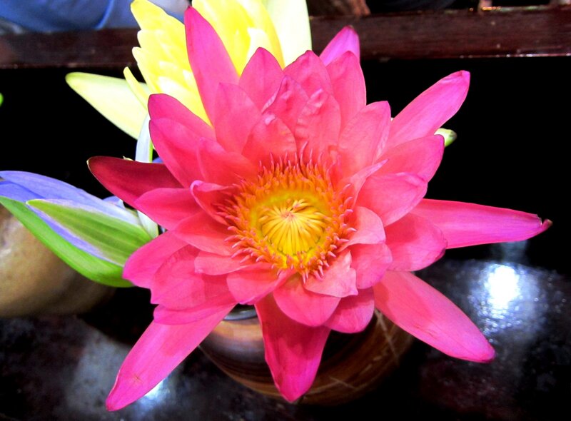 Pink Lotus Flower — Serene, Photograph, Yellow Flower
