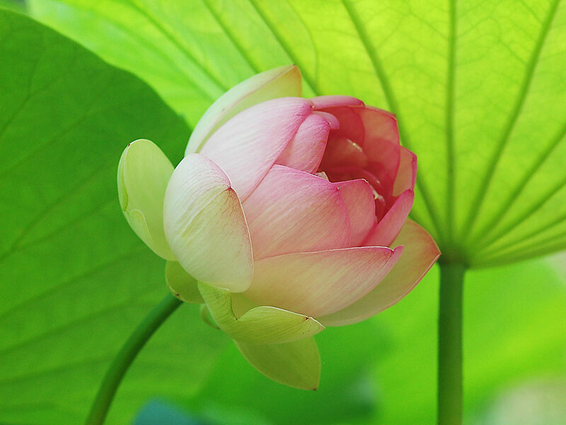 Pink Lotus Flower — Serene, Summer, Photograph, Green Leaf, Bud