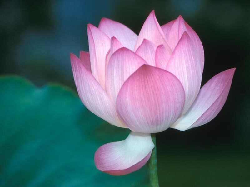 Pink Lotus Flower — Serene, Summer, Photograph, Leaf