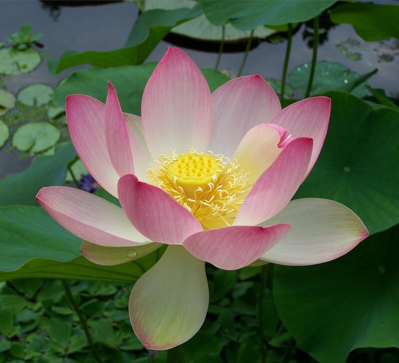 Pink Lotus Flower — Serene, Summer, Photograph, Lily Pads