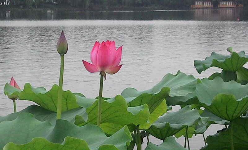 Pink Lotus Flower — Serene, Summer, Photograph, Lotus Buds