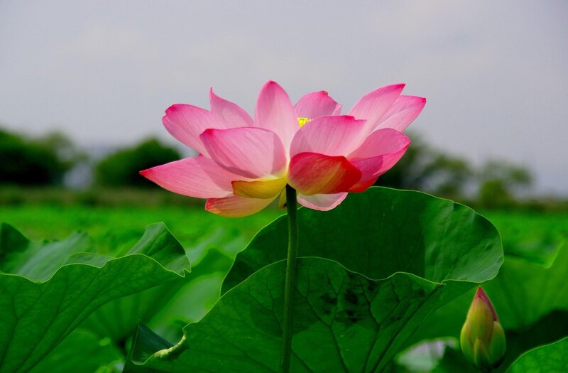 Pink Lotus Flower — Serene, Summer, Photograph, Lotus Leaf, Bud