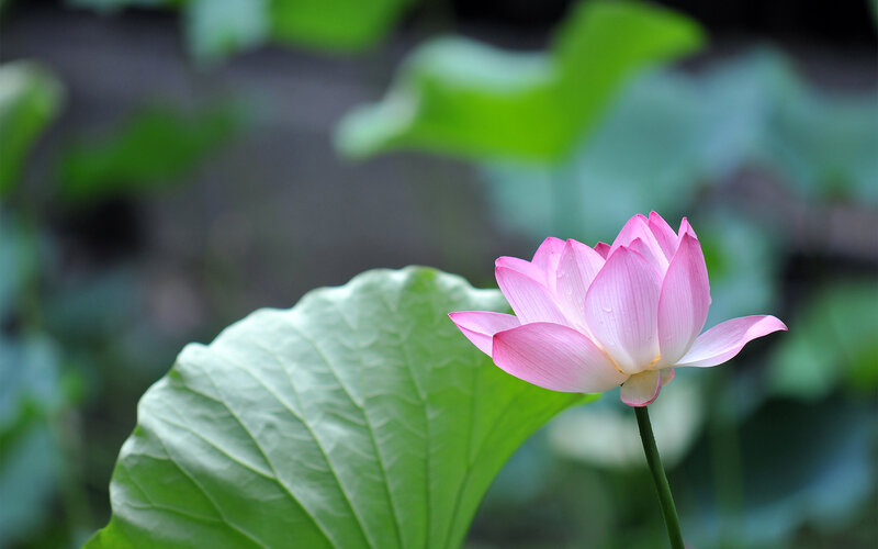 Pink Lotus Flower — Serene, Summer, Photograph, Lotus Leaf, Stem