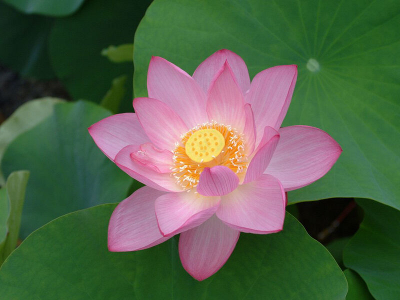 Pink Lotus Flower — Serene, Summer, Photograph, Lotus Leaf