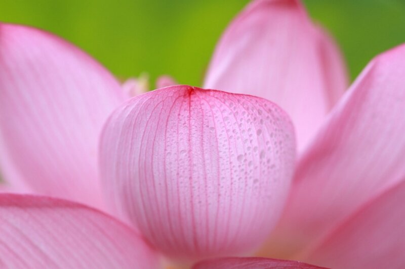 Pink Lotus Flower — Serene, Summer, Photograph, Petals, Droplets