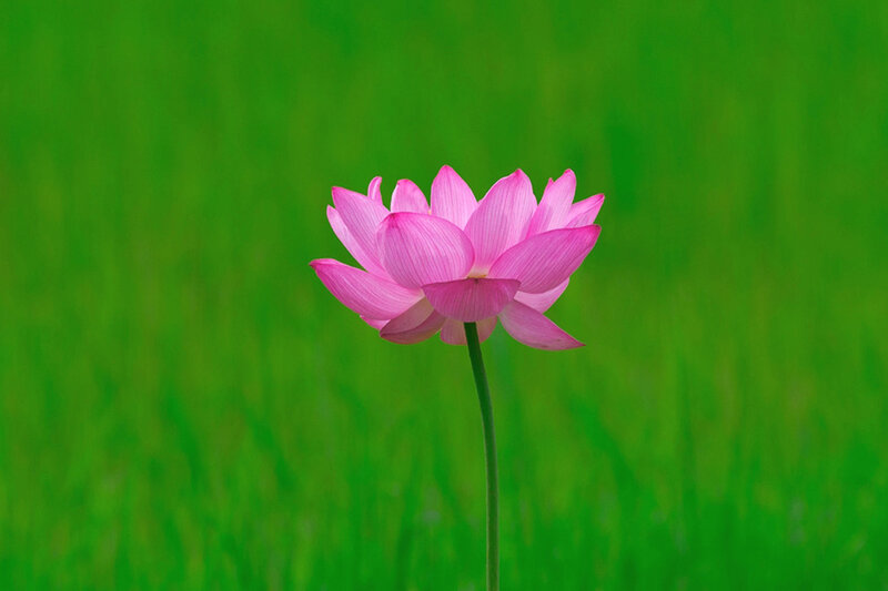 Pink Lotus Flower — Serene, Summer, Photograph, Stem