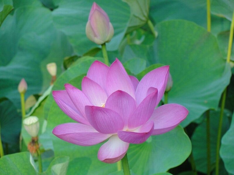 Pink Lotus Flower — Serene, Summer, Photograph