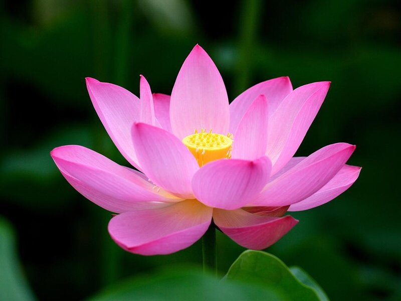 Pink Lotus Flower — Serene, Summer, Photograph, Yellow Center, Green Leaves