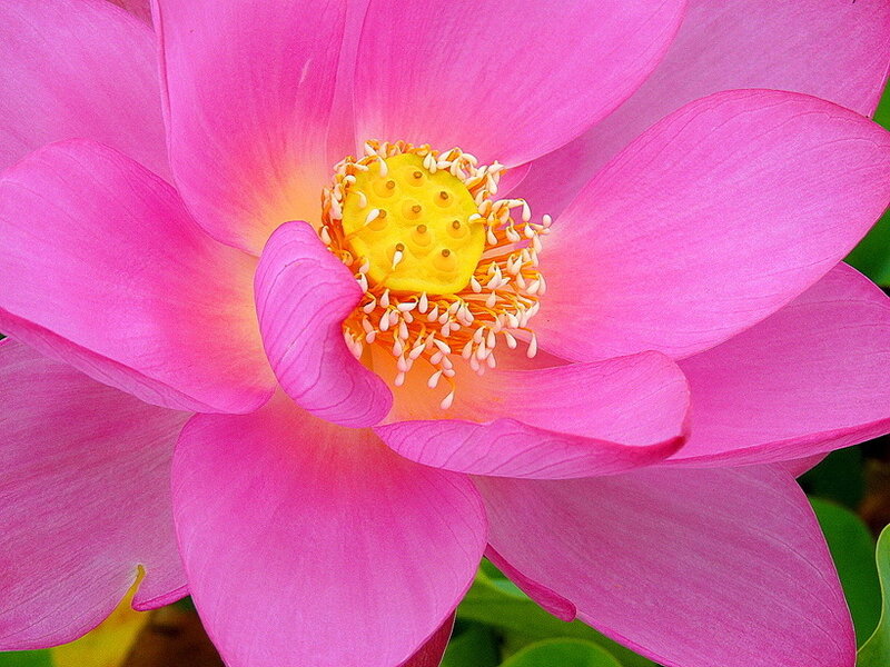 Pink Lotus Flower — Serene, Summer, Photograph, Yellow Center, Stamen