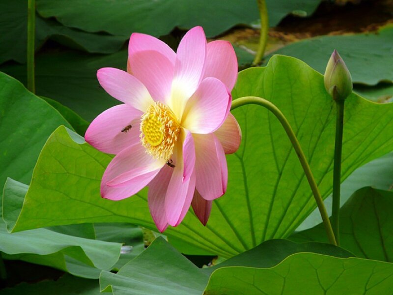 Pink Lotus Flower — Serene, Summer