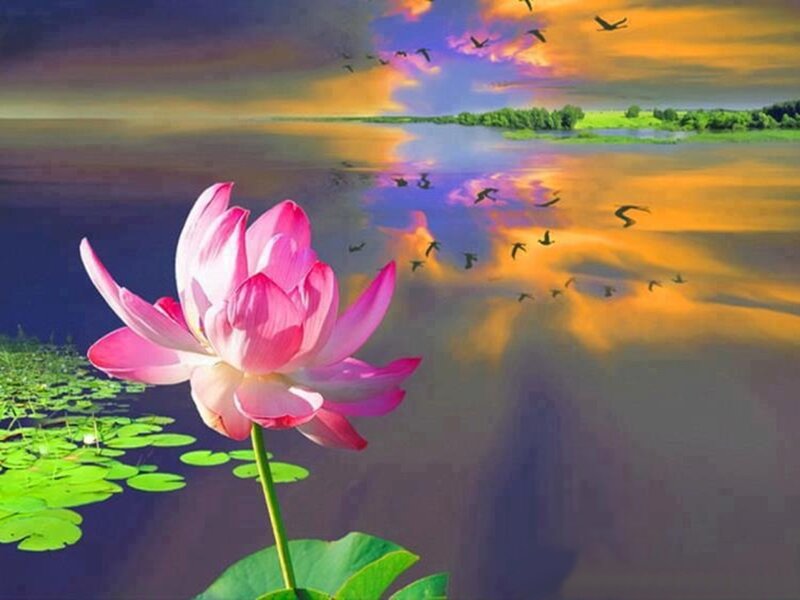 Pink Lotus Flower — Serene, Sunset, Digital Art