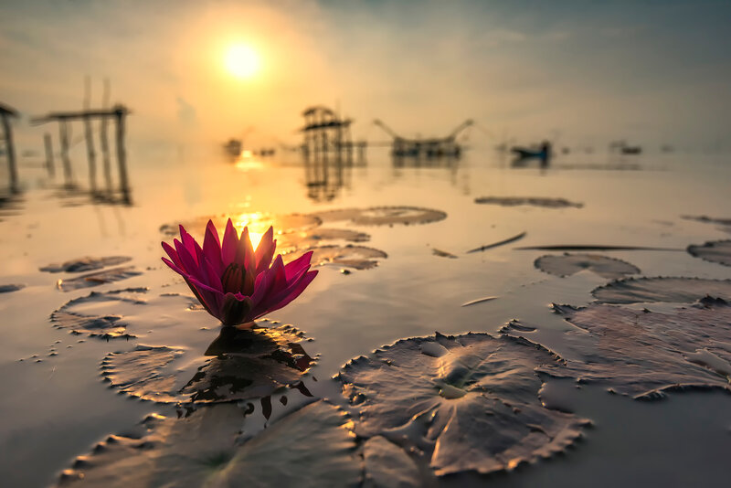 Pink Lotus Flower — Serene, Sunset, Photograph, Lily Pads