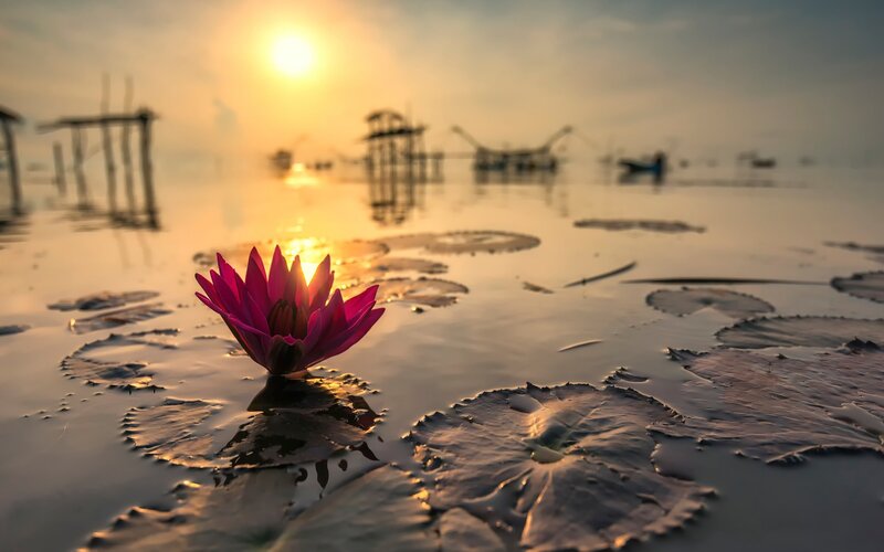 Pink Lotus Flower — Serene, Sunset, Photograph