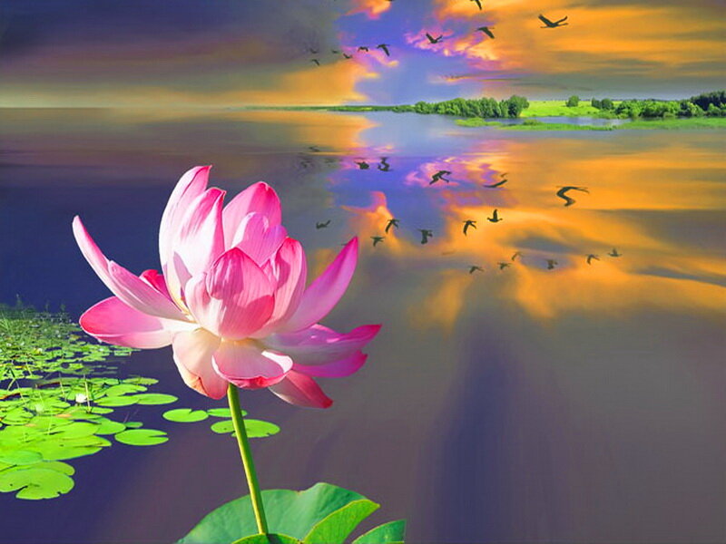 Pink Lotus Flower — Serene, Sunset