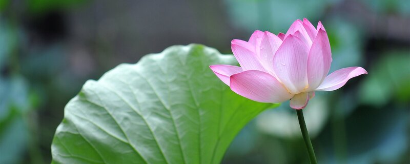Pink Lotus Flower — Stem