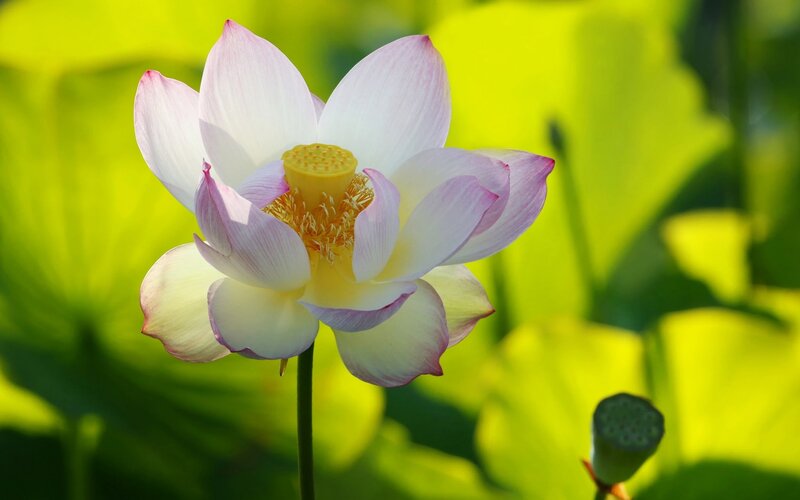 Pink Lotus Flower — White, Serene, Afternoon, Photograph
