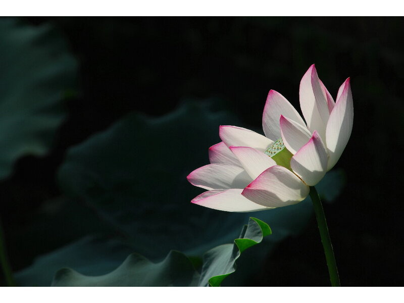 Pink Lotus Flower — White, Serene, Afternoon