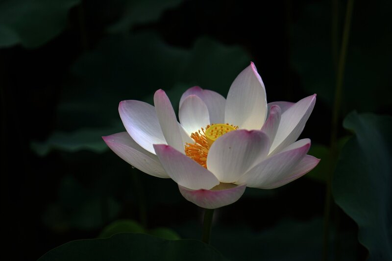 Pink Lotus Flower — White, Serene, Photograph