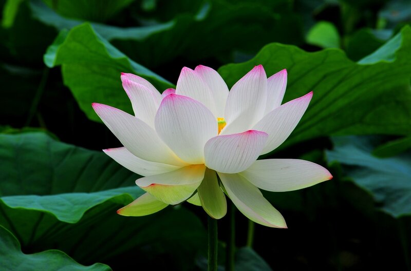Pink Lotus Flower — White, Serene, Summer