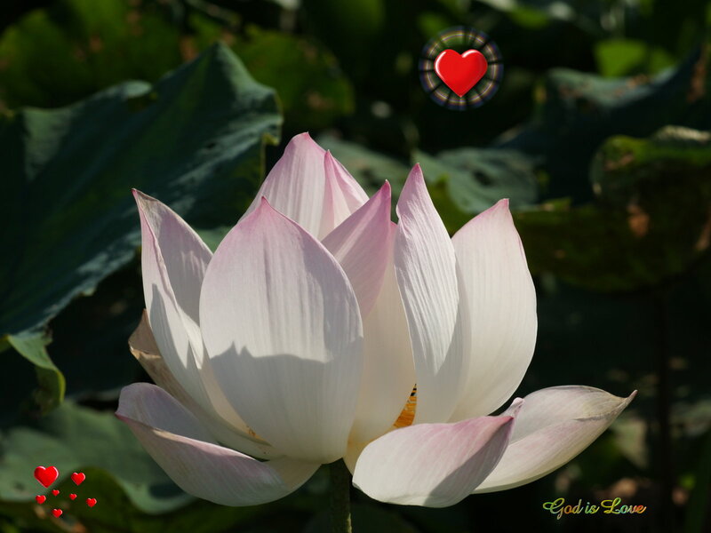 Pink Lotus Flower — White, Serene