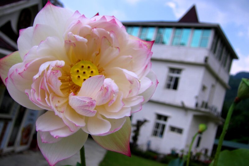 Pink Lotus Flower — White