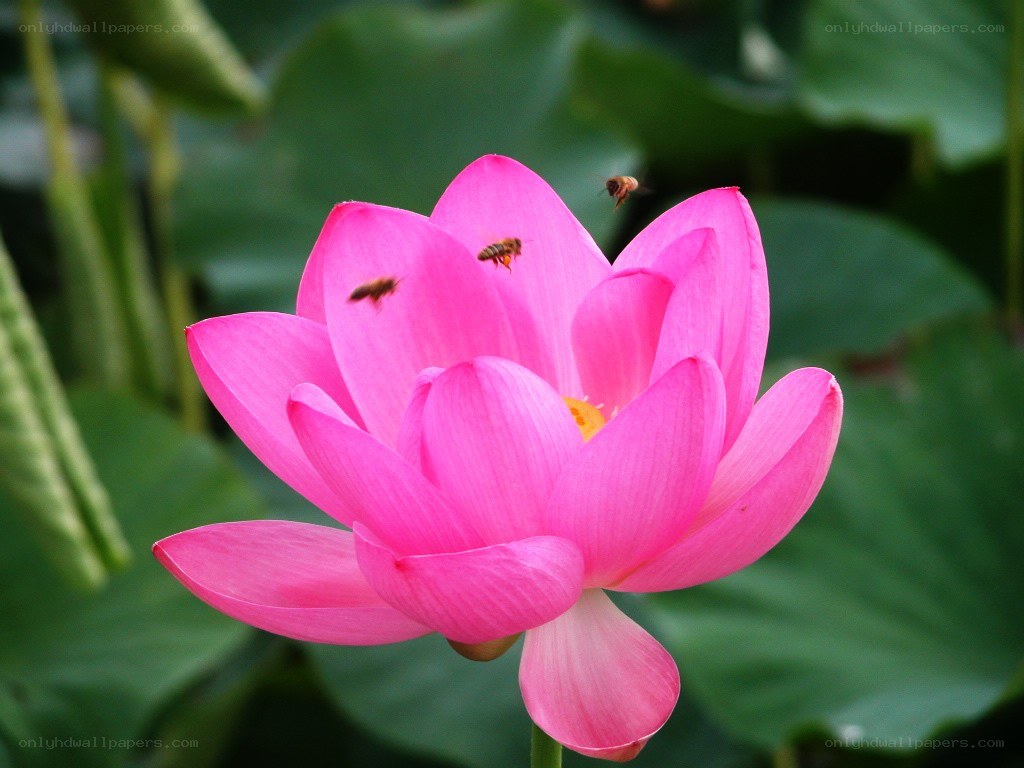 Pink lotus flower with bees