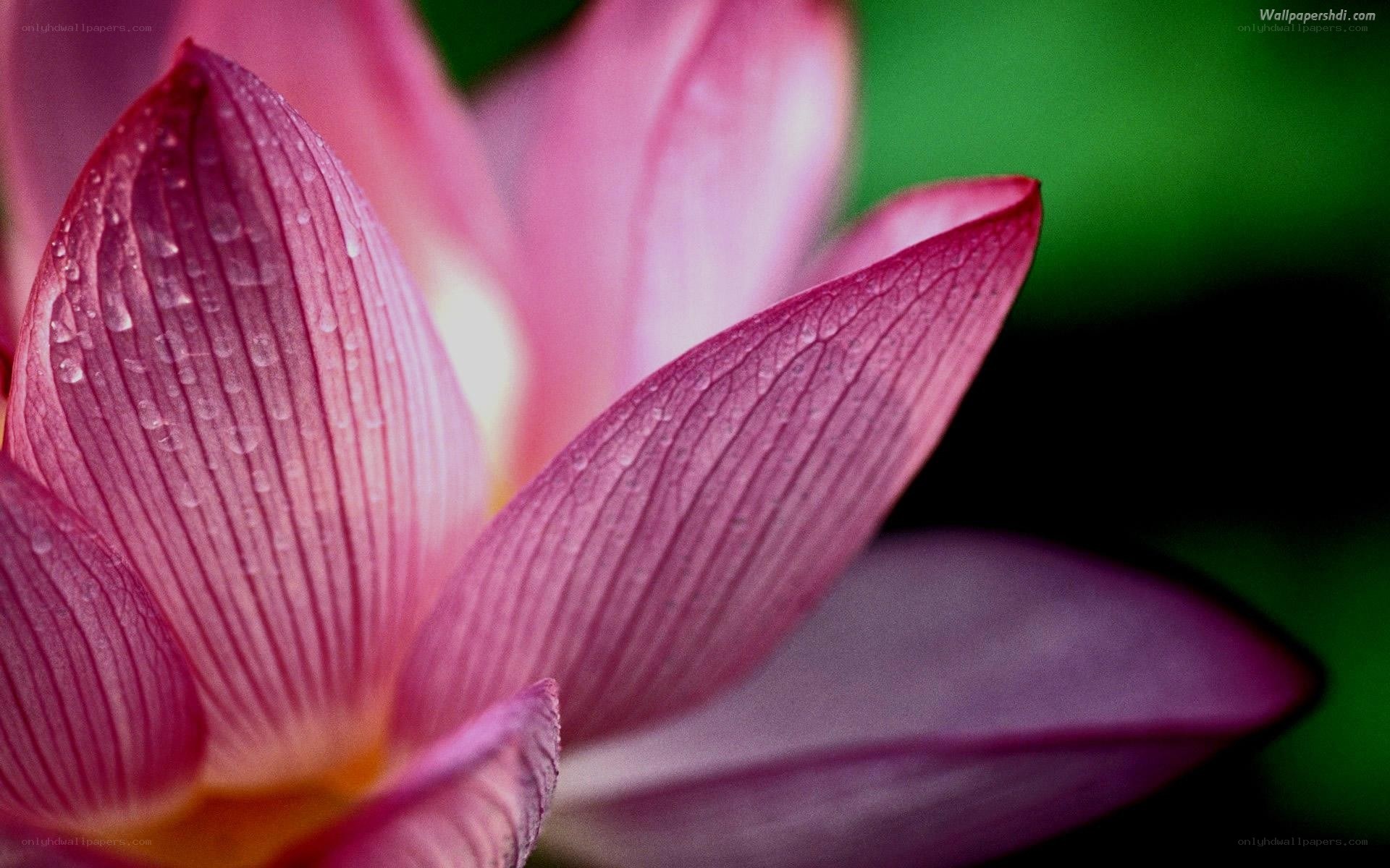 pink lotus flower with dew
