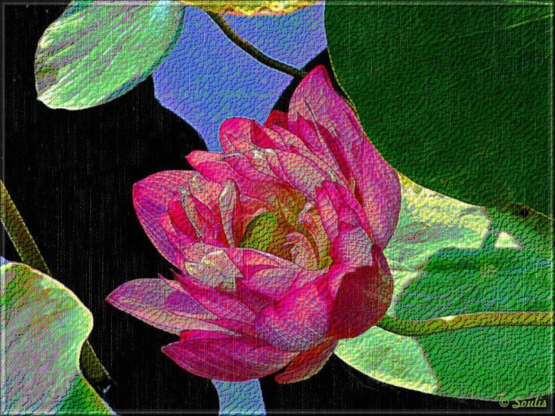 Pink lotus flower with green leaves