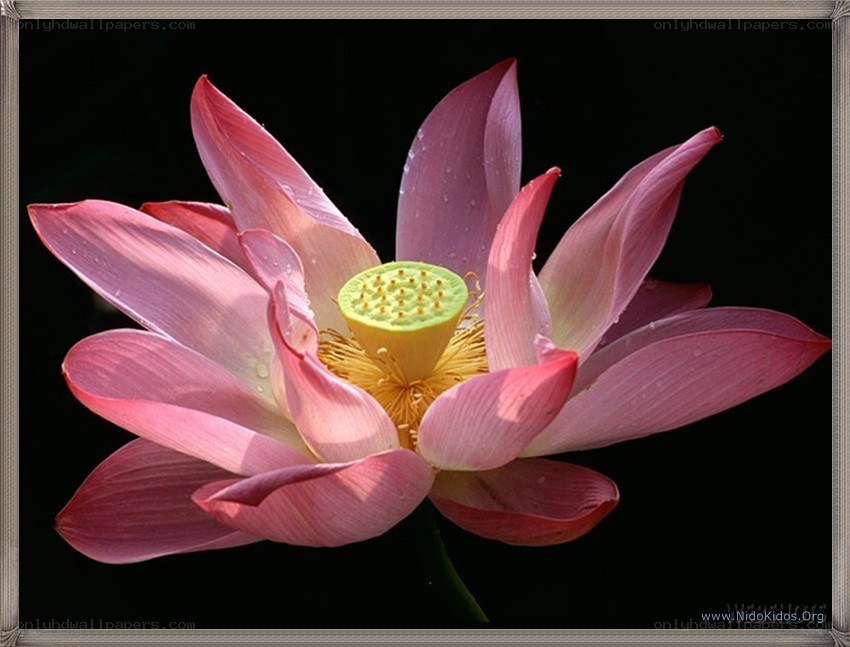 pink lotus flower