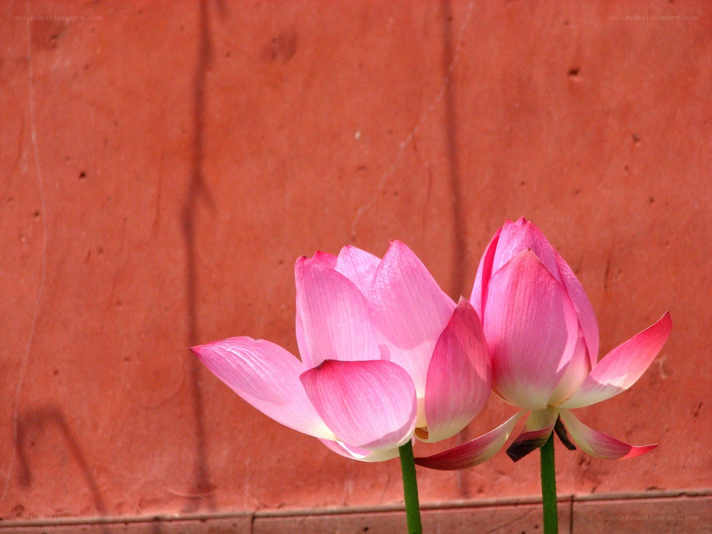 Pink lotus flowers against red wall
