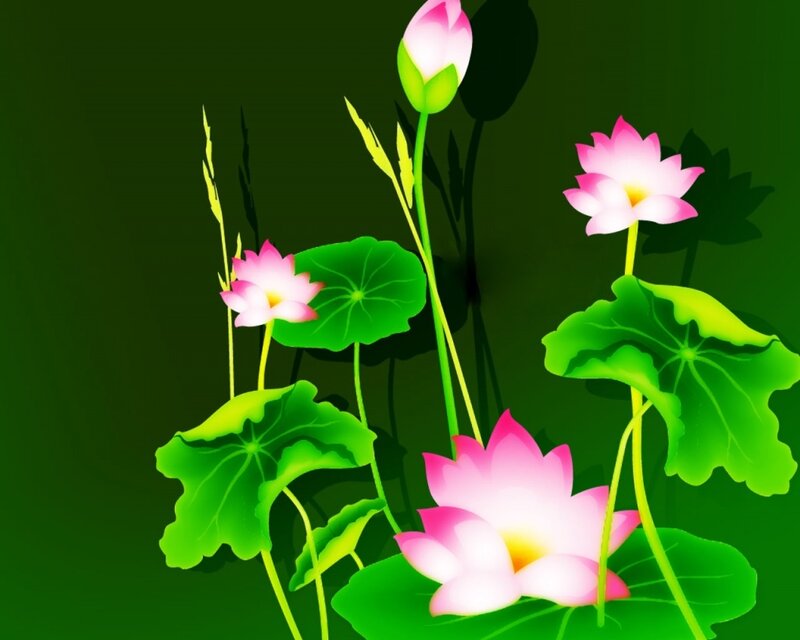 Pink lotus flowers and leaves