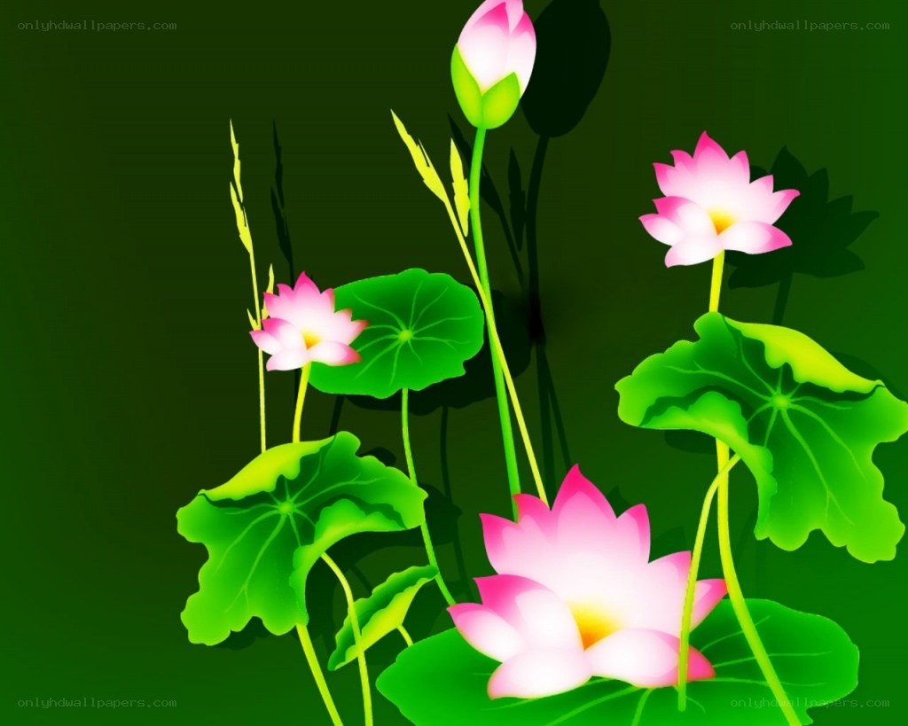 Pink lotus flowers and leaves