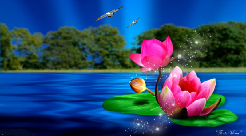 Pink Lotus Flowers — Blue, Serene, Afternoon