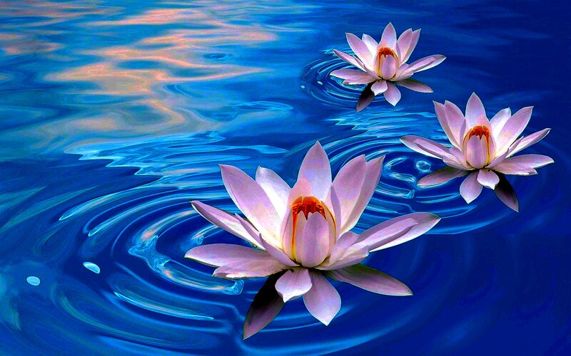 Pink Lotus Flowers — Blue, Serene, Digital Art