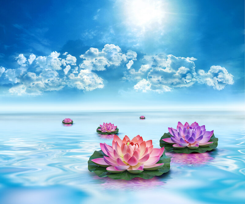 Pink Lotus Flowers — Blue