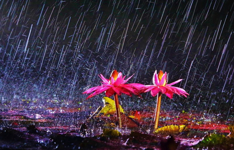 Pink Lotus Flowers — Dramatic