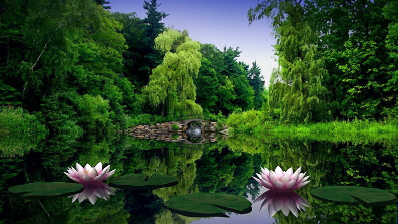 Pink Lotus Flowers — Green, Serene, Afternoon, Photograph