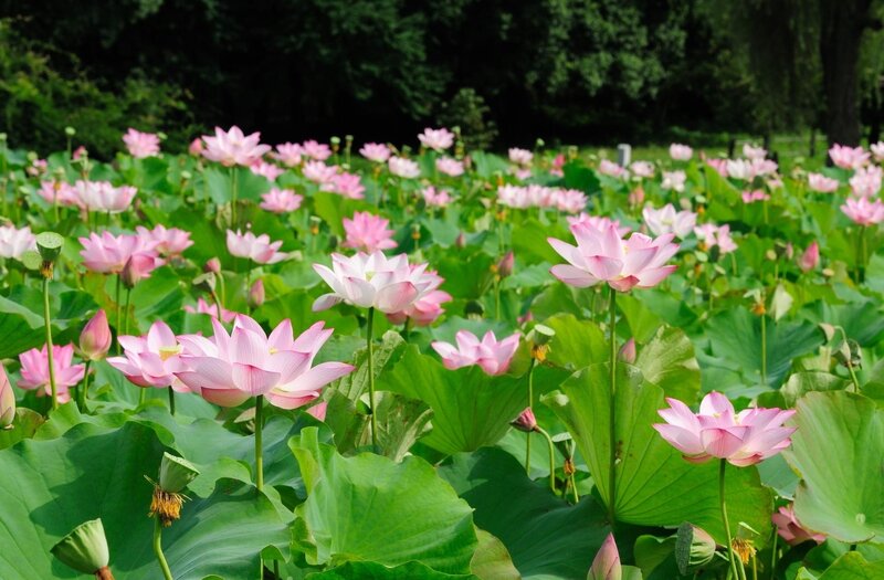 Pink Lotus Flowers — Green, Serene, Summer, Photograph, Lotus Leaves, Buds, Trees