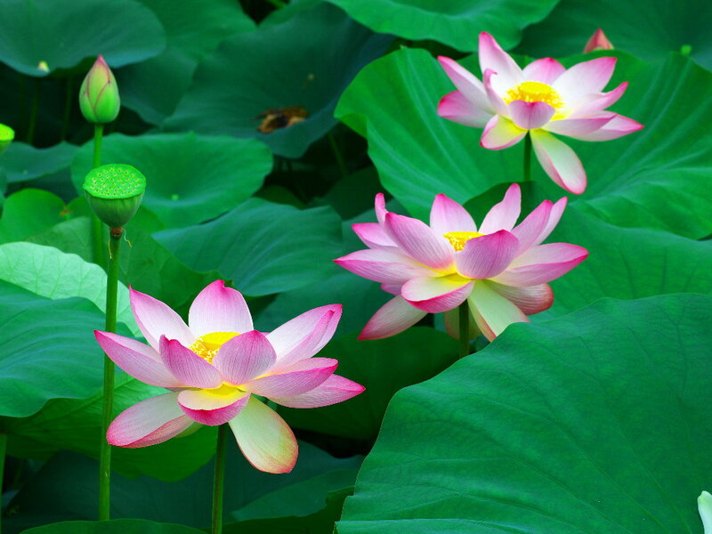 Pink Lotus Flowers — Green, Serene, Summer