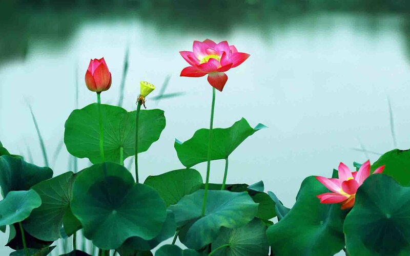 Pink Lotus Flowers — Green, Serene