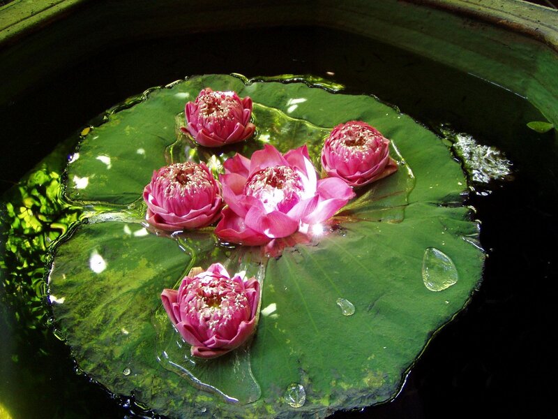 Pink Lotus Flowers — Green
