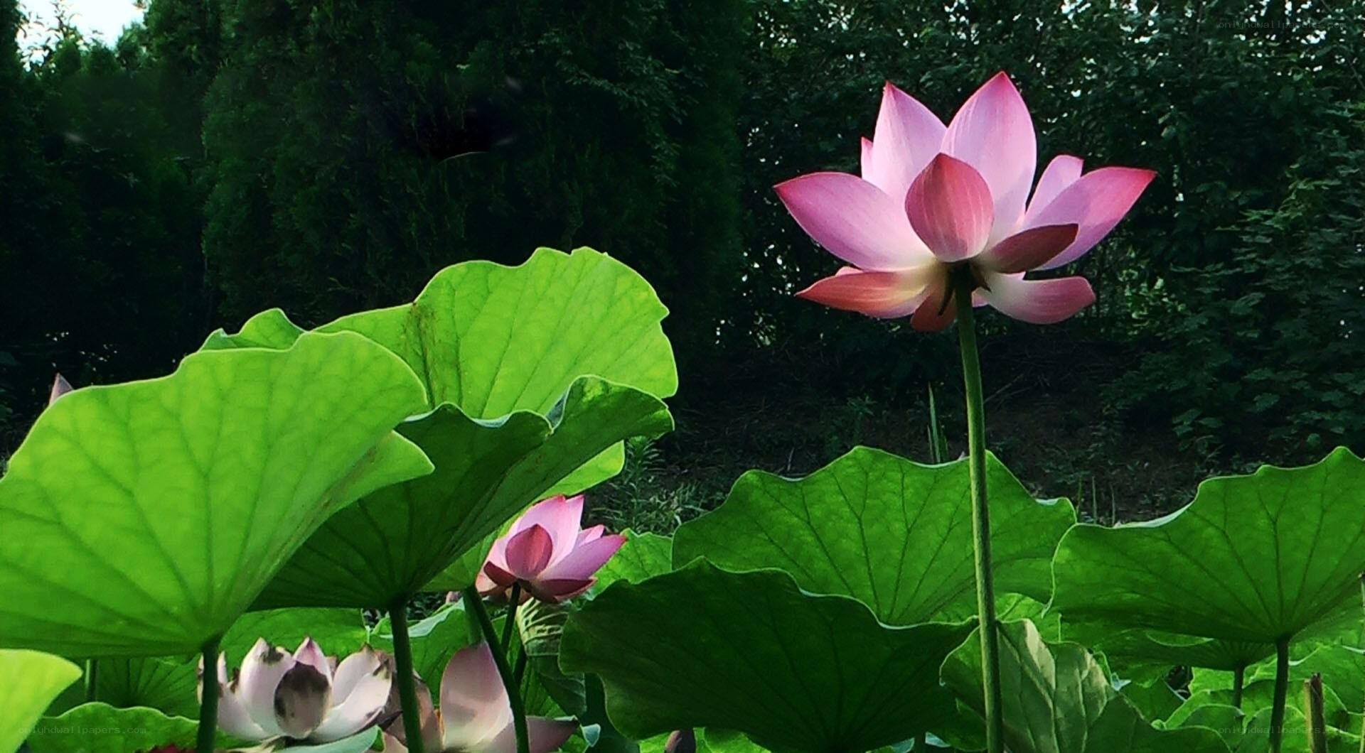 Pink lotus flowers in a pond