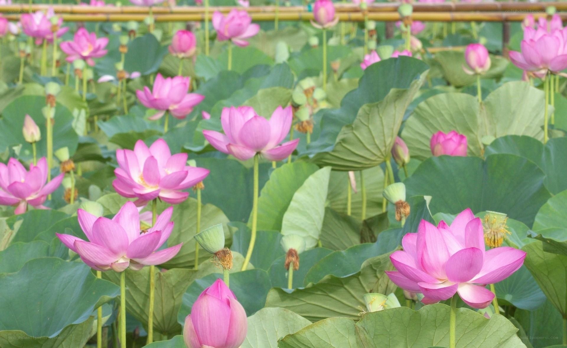 Pink lotus flowers in a pond